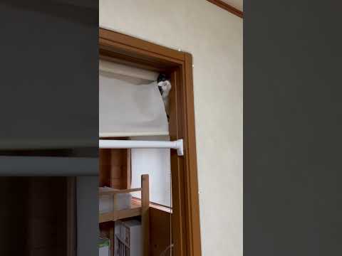 降りてきたらイイのに(YouTube)