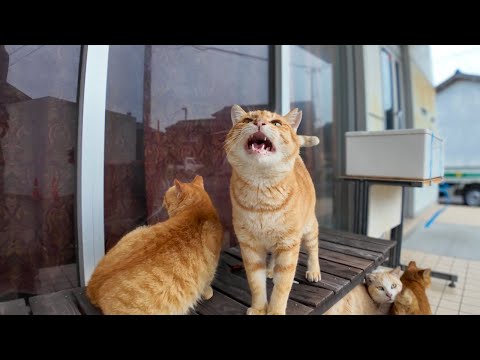 軒下で雨宿りしていた猫ちゃんがゴロゴロ甘えてきてカワイイ(YouTube)