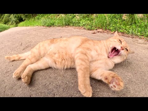 クリーム猫ちゃんが可愛い声で話し掛けてきた(YouTube)