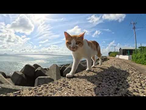 青い海を見ながら堤防の上をトコトコと歩く茶シロ猫ちゃん(YouTube)