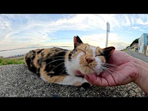 猫達が堤防に一列に並んで潮風と夕陽を浴びる(YouTube)
