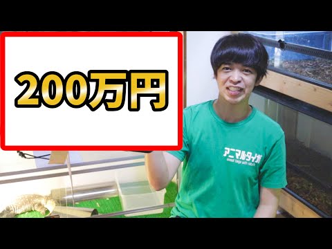 日本に1匹しかいないヤバすぎる爬虫類が我が家にやってきた！！！(YouTube)