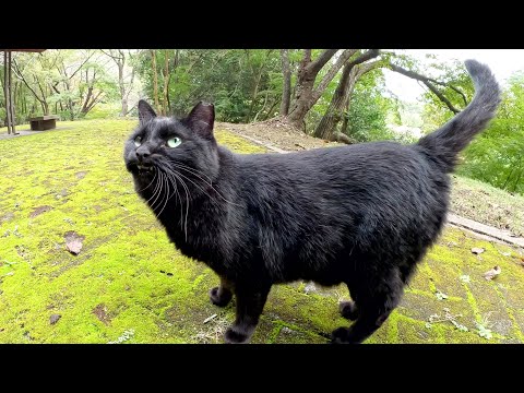 人間の足元で「モフって！」と要求してくる黒猫ちゃん(YouTube)