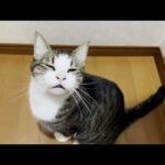 夜中、怖い夢を見てお父さんを起こす猫(YouTube)