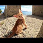 子猫ちゃん、もう少し大きくなるまでママから離れないでね！(YouTube)