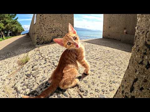 子猫ちゃん、もう少し大きくなるまでママから離れないでね！(YouTube)