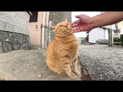 黒猫をモフっていると、2匹の茶トラ猫がやって来て睨み合いになった(YouTube)