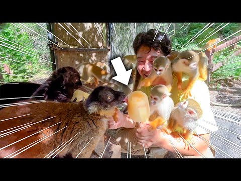 手作りアイスをあげようとしたら展示場のサルたち全員大集合wwwww(YouTube)