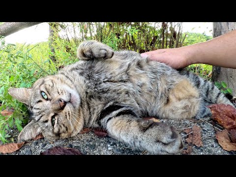 太ったキジトラ猫が気持ちよさそうに人間にモフられる(YouTube)