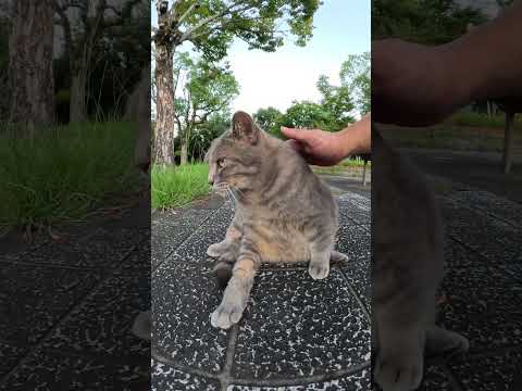 ボールのように丸くなるトトロ猫 #cat #猫 #野良猫(YouTube)