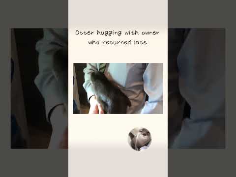 カワウソさくら 忘年会で夜遅くなった飼い主への反応は⁉︎　Otter hugging with owner who returned late(YouTube)