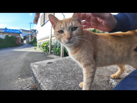 猫島の漁港近くの石のベンチに行くと猫が集まってきた(YouTube)