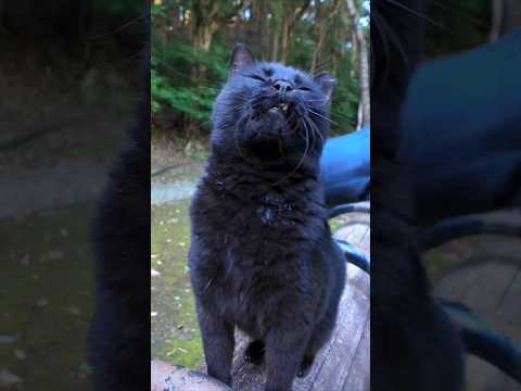 山の中のハイキングコースで出会った黒猫ちゃんは人懐こくてカワイイ(YouTube)