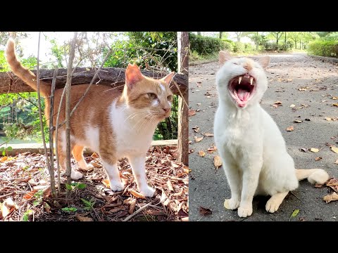 2匹の甘えん坊の猫がナデナデの順番をめぐってバチバチと喧嘩をする(YouTube)