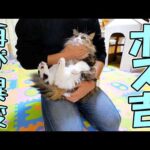 またボス吉の様子がおかしくなったので採尿して検査に出したら‥【猫の異常行動】(YouTube)