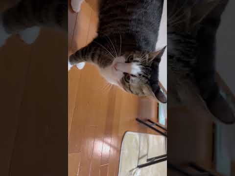 コレは確実にゴロニャンって言うてるなぁ(YouTube)