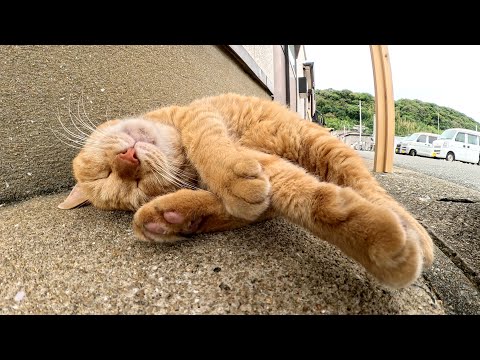衆議院選挙に無関心な猫がポスター掲示板の下で爆睡する(YouTube)