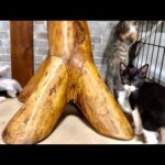 やんちゃ盛りの子猫達(YouTube)