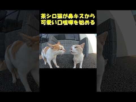 茶シロ猫が鼻キスから可愛い口喧嘩を始める #cat #猫 #ネコ(YouTube)