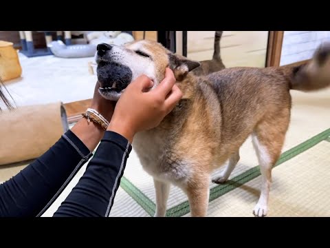 久しぶりに帰って来たお姉ちゃんに柴犬と猫たちが喜びのあまりこうなりました！(YouTube)