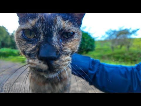 公園の遊歩道で出会ったサビ猫ちゃん、椅子に座るとテーブルの上に乗ってきた(YouTube)