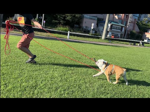 飼い主が引っ張る、逆犬ゾリ系ブルドッグのぶるまる(YouTube)