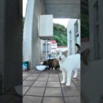 よく喋る猫(YouTube)