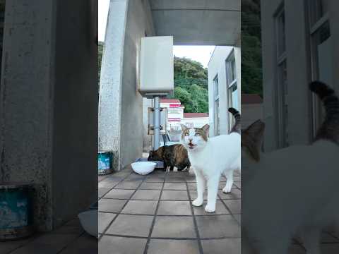 よく喋る猫(YouTube)