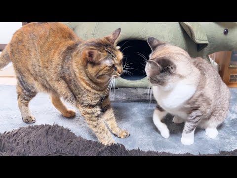永遠の子猫姫が激おこモードに…解消方法が簡単すぎて癒されます(YouTube)