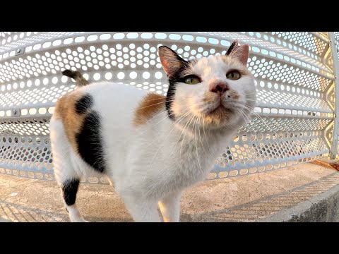 ハートマークの三毛猫ちゃんが堤防に登ってグイグイと甘えてきた(YouTube)