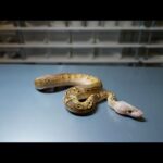 オープン初日、ありがとうございました(YouTube)