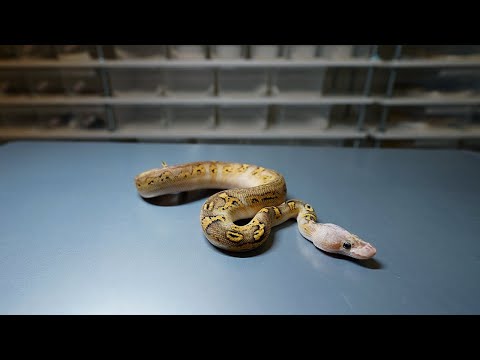 オープン初日、ありがとうございました(YouTube)
