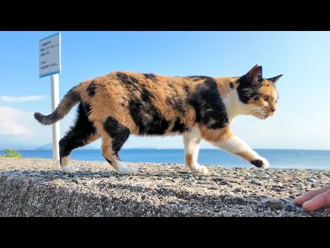 防波堤の影で休む猫島の猫たち、三毛猫ちゃん起きて挨拶に来た(YouTube)