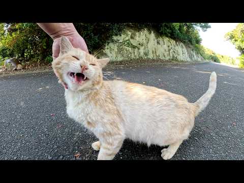 茶トラ猫とクリーム猫のコンビが可愛い声で絶景ポイントに案内してくれた(YouTube)