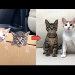 【総集編】母猫に育児放棄されて物置で鳴いてた生後1ヶ月の子猫たちの成長記録。(YouTube)