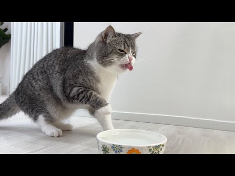 間違って炭酸水を舐めちゃった猫のリアクションがかわいすぎましたwww(YouTube)