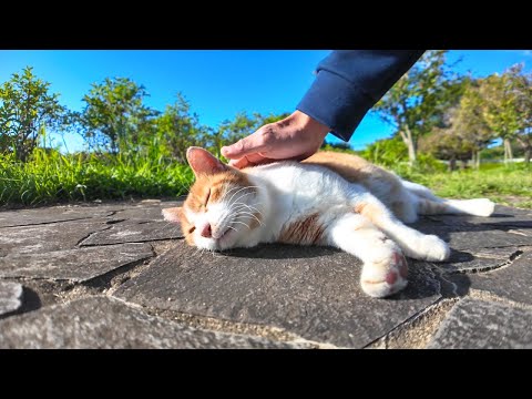 公園の猫ちゃん、池の畔の東屋にトコトコと歩いて行き寝転んでモフられ待(YouTube)