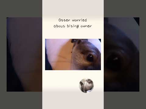 カワウソさくら 飼い主を噛んでしまい心配する Otter worried about biting owner(YouTube)
