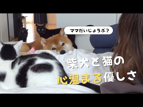 【癒しの瞬間】体調不良のママを気遣う犬と猫/心温まる日常(YouTube)