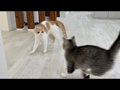 やんのかステップで兄を挑発した猫がまさかのこうなっちゃいました…笑(YouTube)