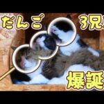 なんじゃありゃ⁉と思ったら猫だらけになってて笑いました😂【仲良し子猫姉妹の成長記録】(YouTube)