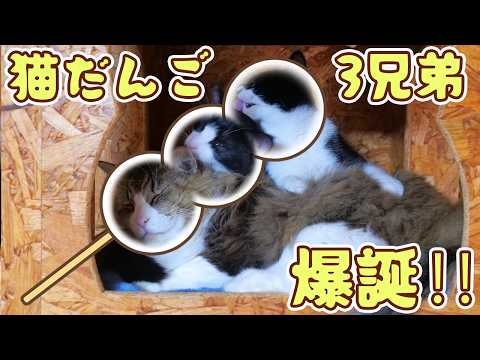 なんじゃありゃ⁉と思ったら猫だらけになってて笑いました😂【仲良し子猫姉妹の成長記録】(YouTube)