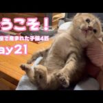 ようこそ！  牛小屋で産まれた子猫4匹  Day21 Hana150 OtoRinSarah107 Neo77 Hikari53  2024 10 01 2(YouTube)