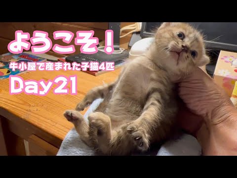 ようこそ！  牛小屋で産まれた子猫4匹  Day21 Hana150 OtoRinSarah107 Neo77 Hikari53  2024 10 01 2(YouTube)