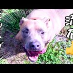 【ピットブル】ダディくん必殺ボール遊びを編み出した✌️(YouTube)