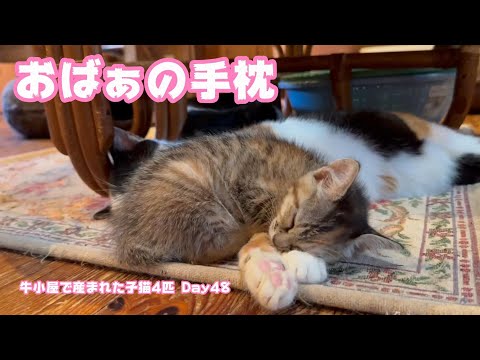 2024 10 28 2  おばぁの手枕 牛小屋で産まれた子猫4匹 Day48(YouTube)
