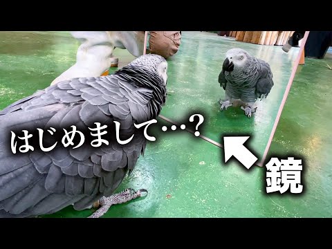 鏡に映った自分とコミュニケーションをとるピュアな動物たち(YouTube)