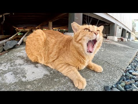 神社の境内で茶トラ猫をモフっていたら咳き込んでしまった(YouTube)
