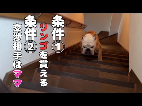 条件が揃った時だけ、コモドドラゴンと化して階段を登ってくるブルドッグのぶるまる…(YouTube)