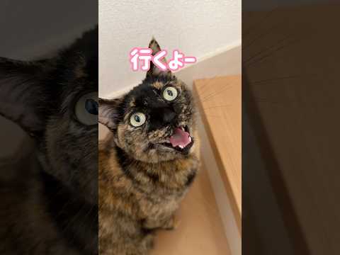 朝のサビ猫のルーティンが可愛すぎる！ #shorts(YouTube)